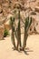 Close up view on the cactus prickles.