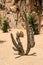 Close up view on the cactus prickles.