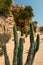 Close up view on the cactus prickles.