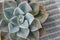 Close up view cactus on a table