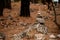 Close-up view on cairn marking hiking trail in clearing in pine forest