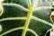 Close up view caladium in green leaf.