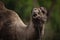 Close-up view of a camel chewing against the green blurred background