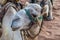 A close up view of a camel at sunrise in the desert landscape in Wadi Rum, Jordan