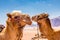 Close  up view of Camels, aka the ship of the desert