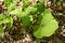 Close-up view of Canada wild ginger Asarum canadense wildflower plants