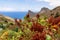 Close up view on Canary Island sorrel plant with panoramic view on Roque de las Animas crag in the Anaga mountain range, Tenerife