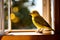 A close-up view captures a yellow bird perched on a windowsill, its gaze fixed on the world outside.