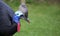 Close-up view of a cassowary with copy space