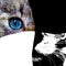 Close up view of cat with blue eyes. Cut portrait. Pets and lifestyle concept