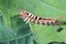 Close up view of caterpillar of Tussock Moth Orgyia Postica