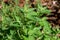 Close-up view of a catnip herb plant in a sunny herb garden