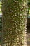 Close-up view Ceiba speciosa, Chorisia speciosa trunk thorns. Silk Floss Tree with thorns.