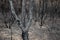 Close-up view of a charred tree trunk