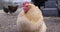 Close up view of chicken in the free range farm, slow motion