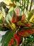 Close up view of chinese evergreen pink dalmatian plant