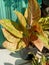 Close up view of chinese evergreen pink dalmatian plant