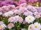 Close up view on chrysanthemums blossoming in summer field. Floral background. Pink marguerites flowering. Crown daisies