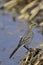 Close up view of citrine wagtail motacilla citreola