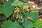 Close up view of Clerodendrum infortunatum flower plants buds with green leaves on background