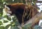 Close up view of a climbing Red Panda