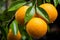 Close-up view of cluster of fully ripened oranges hanging from tree branch
