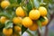 Close-up view of a cluster of ripe oranges hanging from a tree branch on a sunny day in an orchard