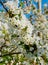 Close up view of clusters of bright white apple blossoms on a low-stem breed apple tree