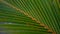 Close up view of Coconut leafe