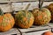 Close up view of colorful autumn season warty pumpkins