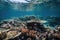 close-up view of colorful coral reef, with schools of fish swimming past