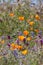 Close-up view of colorful flowers in the wildflower meadow