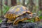 Close up View of a Colorful Ornate Box Turtle on a Log in Natural Habitat