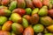 Close up view of colorfull ripe mango fruits on shelf of supermarket.