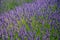 Close up view of colourful purple lavender flowers