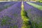 Close up view of colourful purple lavender flowers