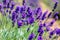 Close up view of colourful purple lavender flowers