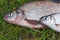 Close up view of common bream fish and silver bream or white bream fish on green grass.