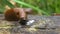 Close up view of common brown Spanish slug on wooden log outside. Big slimy brown snail slugs crawling in the garden