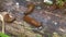 Close up view of common brown Spanish slug on wooden log outside. Big slimy brown snail slugs crawling in the garden