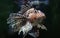 Close-up view of a common lionfish