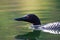 Close-up View of the Common Loon swimming, head portrait, Canada