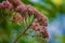 Close-up View of a Common Milkweed Gone to Seed