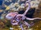 Close-up view of a Common Octopus