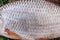 Close up view of common roach fish just taken from the water. Common roach fish scales as natural background