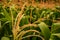 Close up view of the cornfield revealed the intricate details of the vibrant green leaves and golden ears