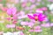 Close-up view, Cosmos flowers with blurred background.