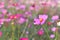 Close-up view, Cosmos flowers with blurred background.