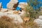 Close-up view of a couple of Iberian ibex, Spanish wild goats, a