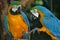 Close-up view of a couple of Macaw parrots playing with their toes